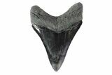 Serrated, Fossil Megalodon Tooth - Collector Quality #153854-1